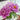 Lan Hua Kui Peony – Soft Blue-Pink Crown-Form Bloom