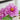 Lan Hua Kui Peony – Soft Blue-Pink Crown-Form Bloom