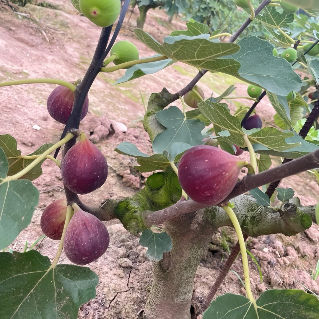 Bohike Red Fig Tree with large reddish-purple figs and juicy red flesh