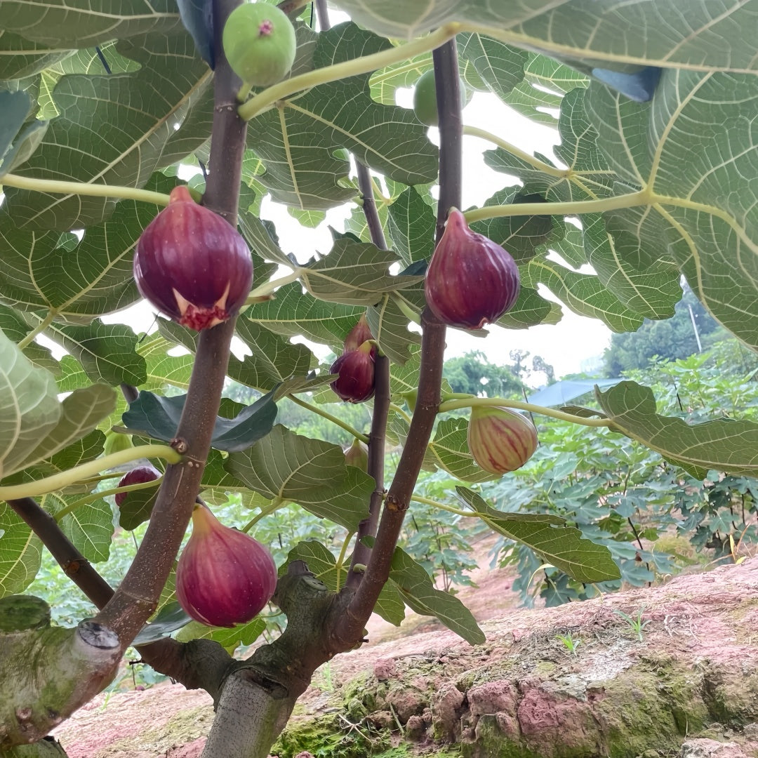 Ripe Bohike Red figs on tree branches with lush green leaves