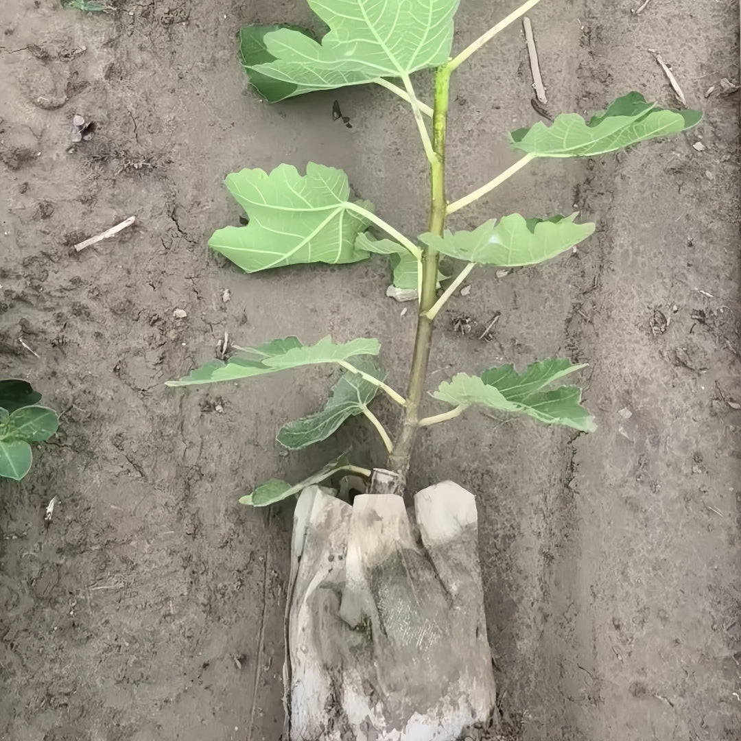 Bohike Red fig tree growing in full sun with heavy fruit set