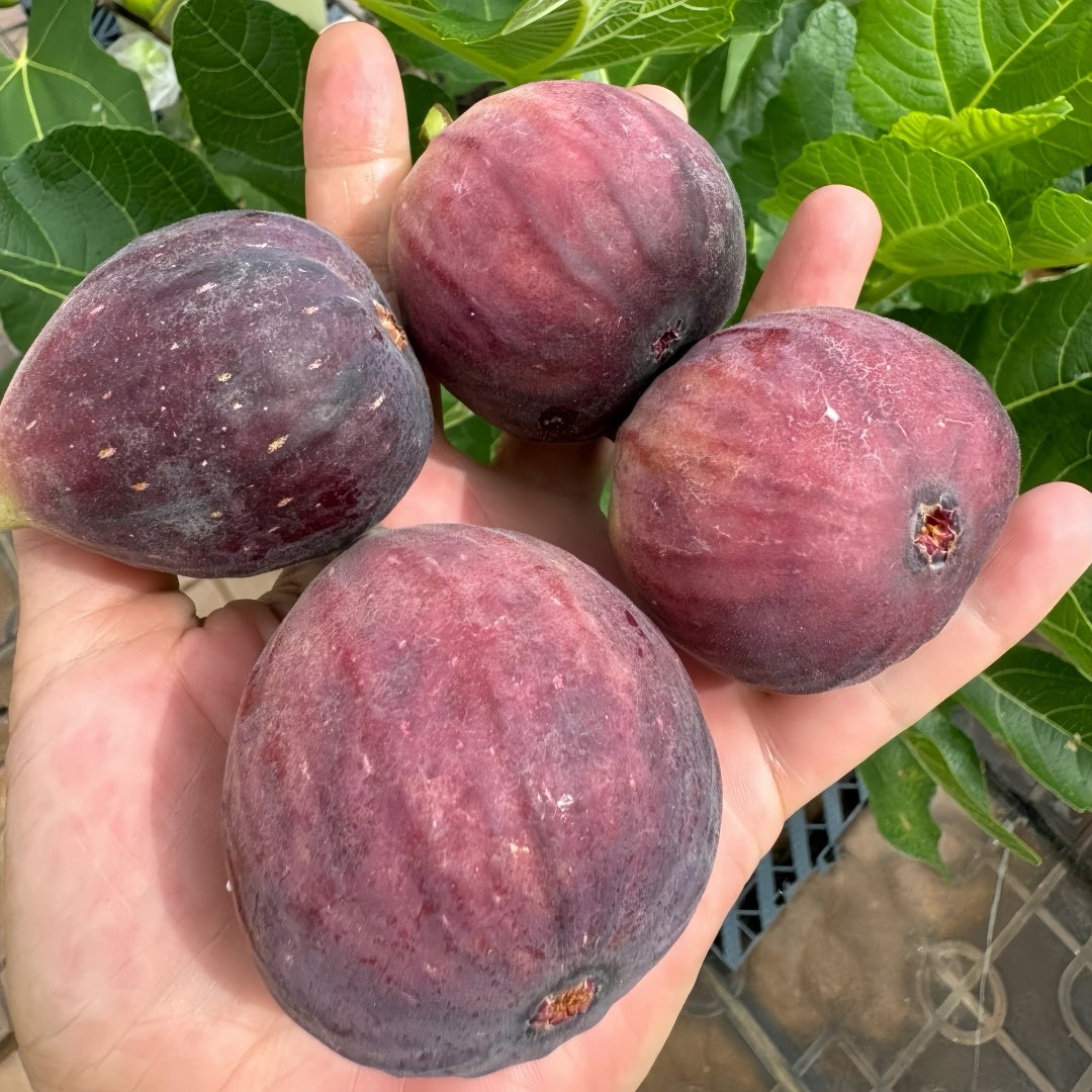 Bohike Red fig tree growing in full sun with heavy fruit set