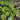 Bohike Red Fig Tree fig tree with ripe sweet figs