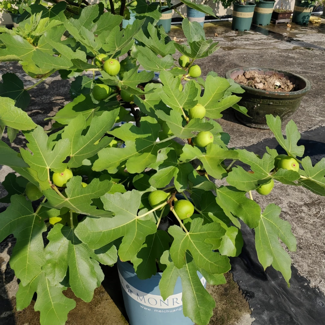 Bohike Red Fig Tree with large reddish-purple figs and juicy red flesh