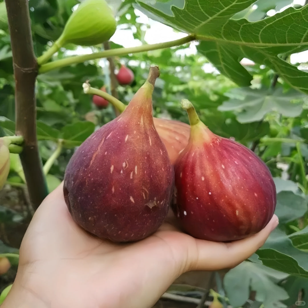 Bohike Red fig tree growing in full sun with heavy fruit set