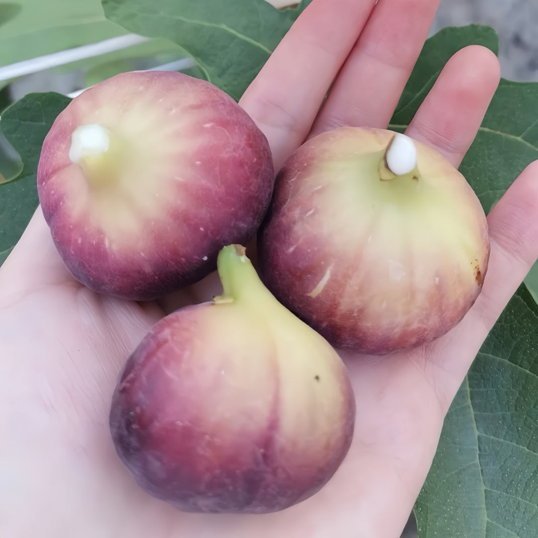 Bohike Red fig tree growing in full sun with heavy fruit set