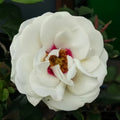 Brideside Rose bud transitioning to open bloom