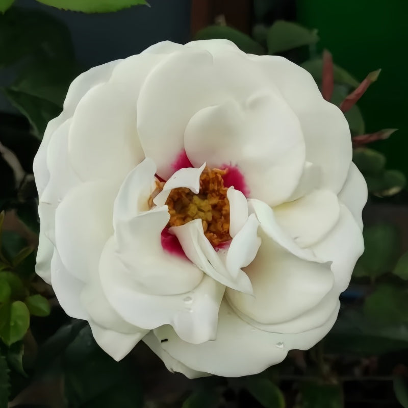 Brideside Rose bud transitioning to open bloom