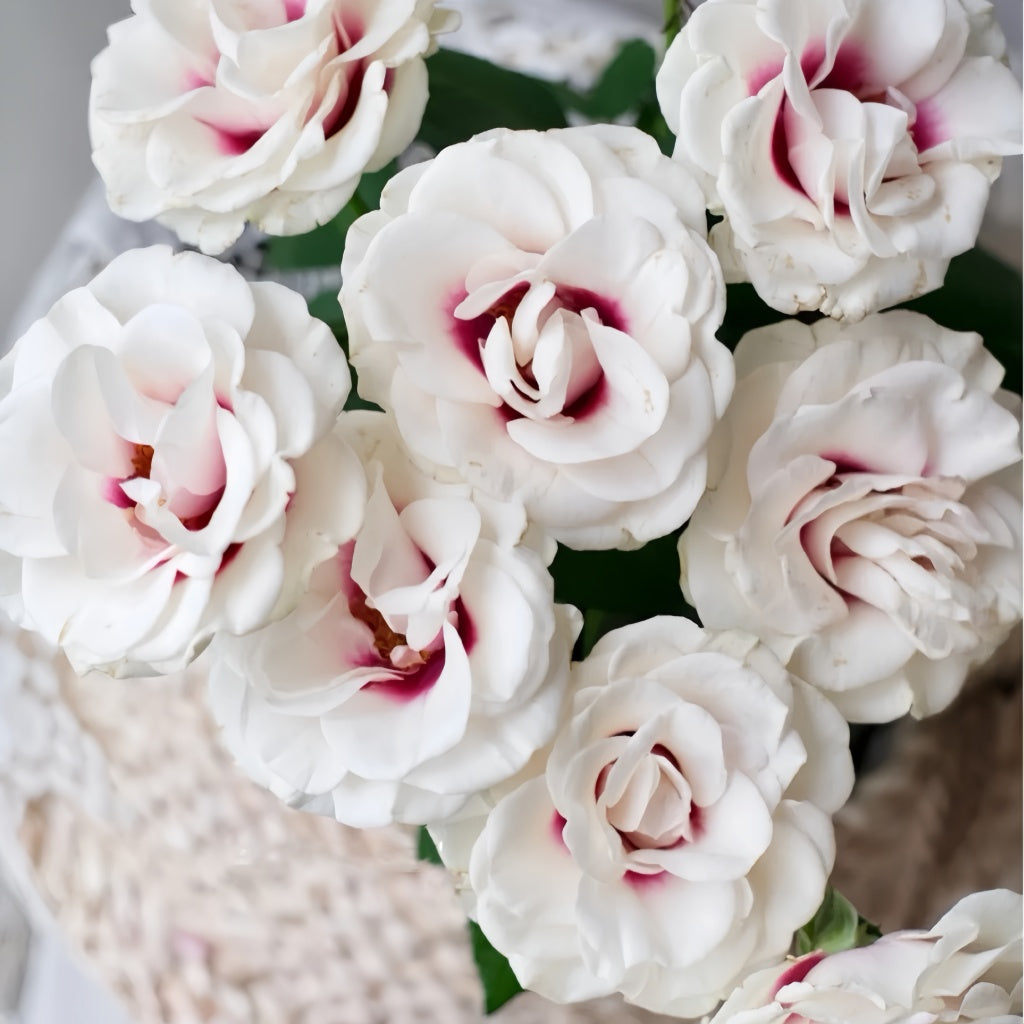 Brideside Rose bud transitioning to open bloom