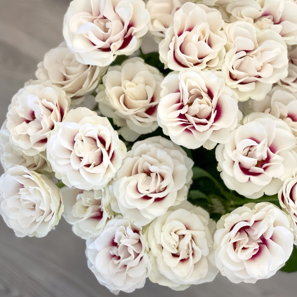 Brideside Rose bud transitioning to open bloom