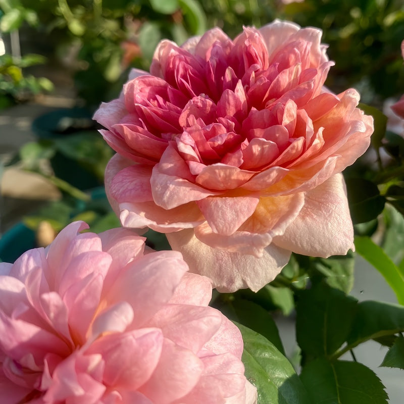 Broderi Rose