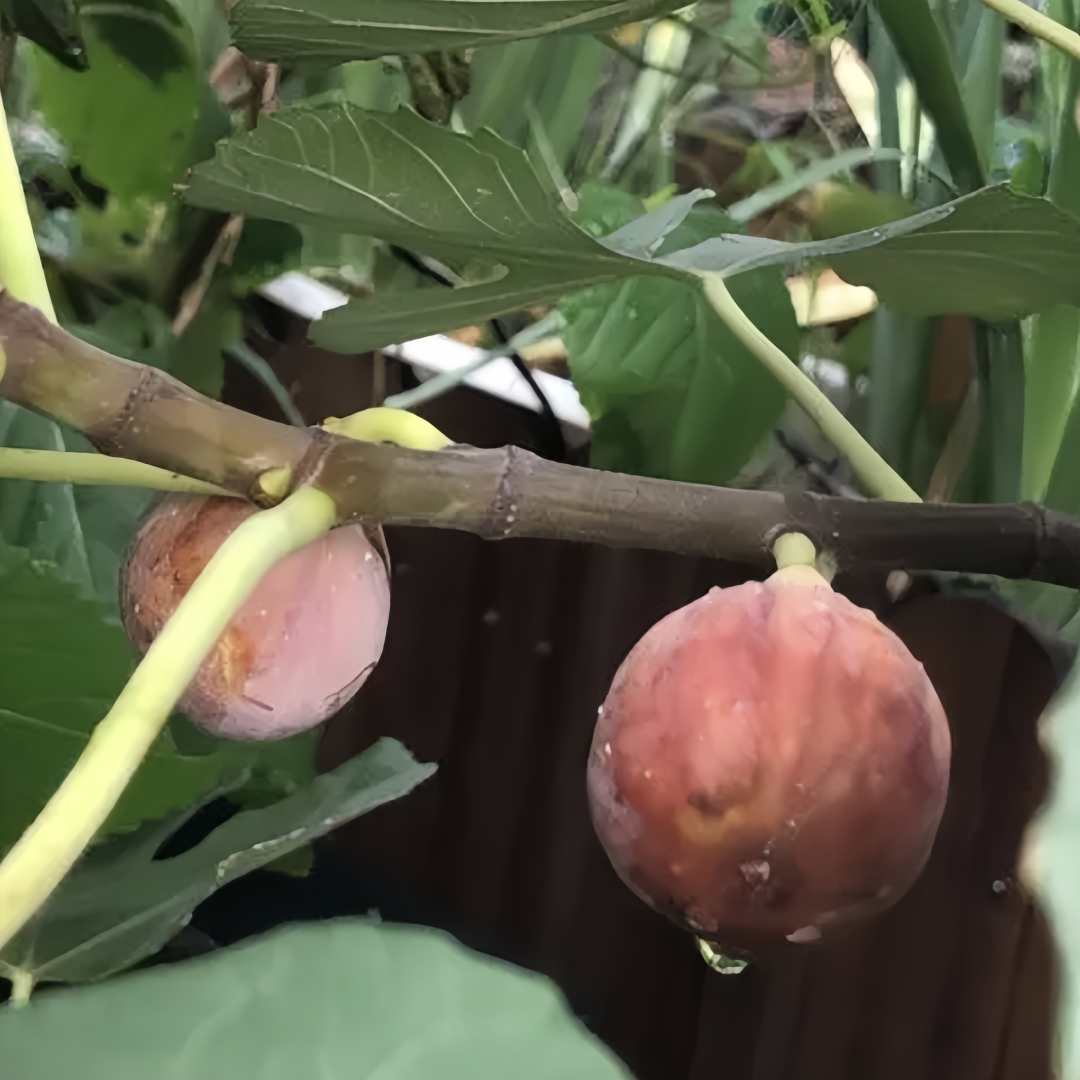 Brown Turkey Fig Tree with clusters of ripe reddish-brown figs and deep red flesh.