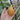 Brown Turkey Fig Tree compact fig tree growing in a sunny garden