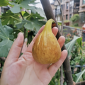 Brown Turkey Fig Tree with clusters of ripe reddish-brown figs and deep red flesh.