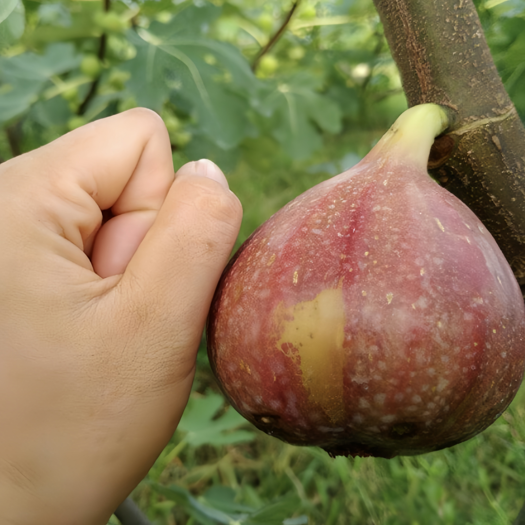 Brown Turkey Fig Tree with clusters of ripe reddish-brown figs and deep red flesh.