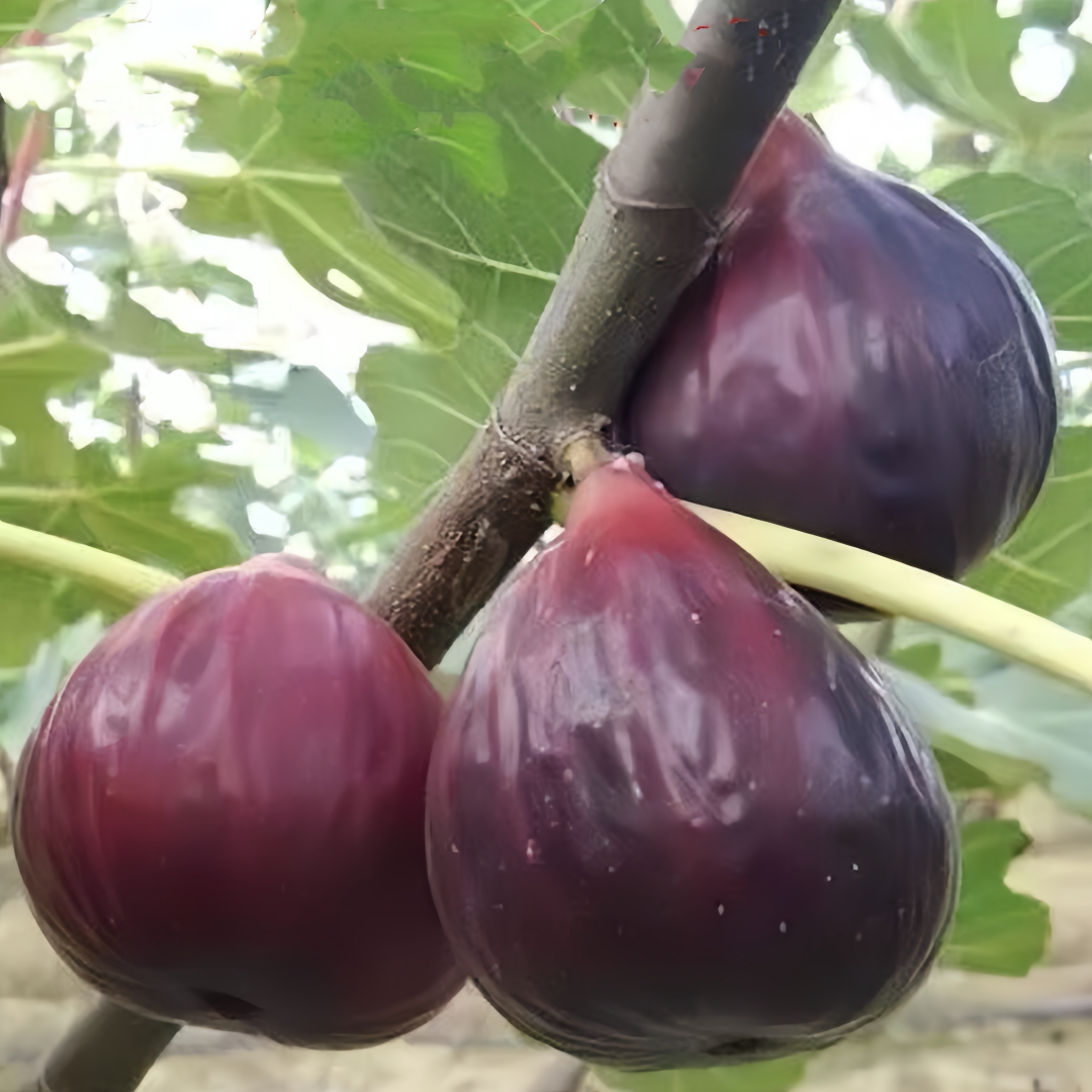 Sweet Brown Turkey figs on the tree, golden-brown skin with honey-like flavor.