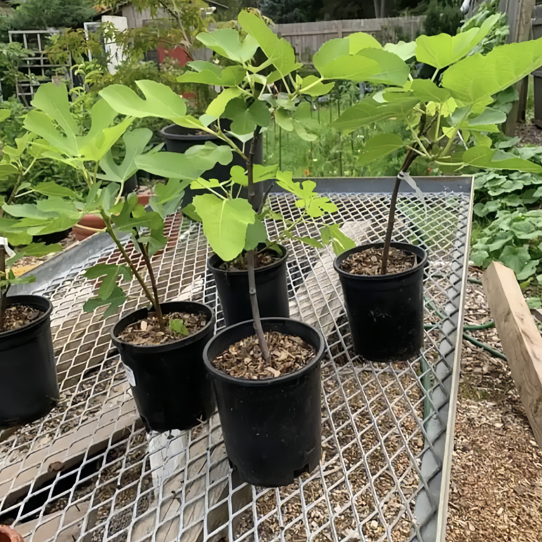 Brown Turkey Fig Tree with clusters of ripe reddish-brown figs and deep red flesh.