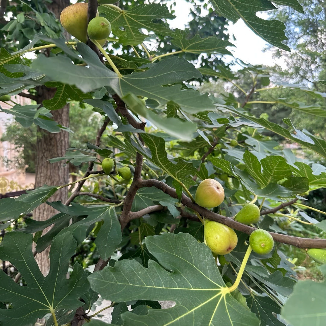 Brunswick Fig Tree