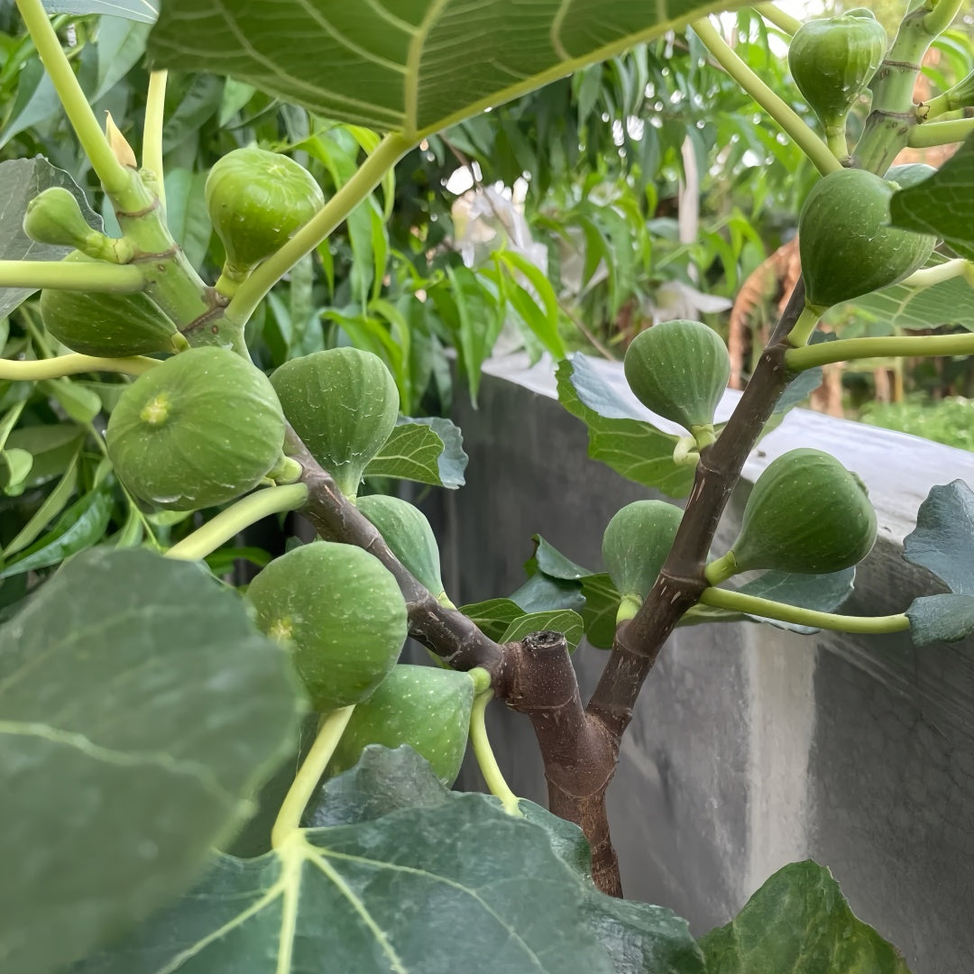 Brunswick Fig Tree