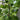 Brunswick Fig Tree compact fig tree growing in a sunny garden