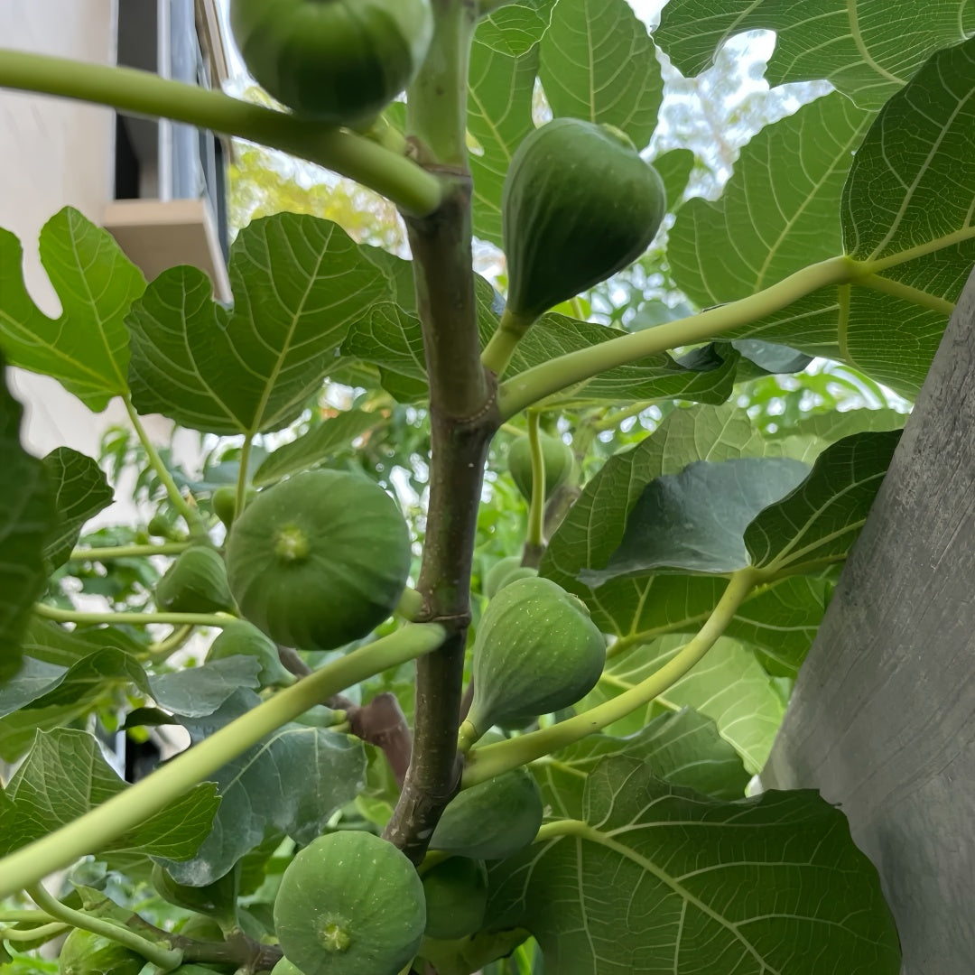 Brunswick Fig Tree compact fig tree growing in a sunny garden