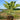 Brunswick Fig Tree fig tree with ripe sweet figs