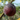 Juicy Callara Fig sliced open showing rich, sweet interior