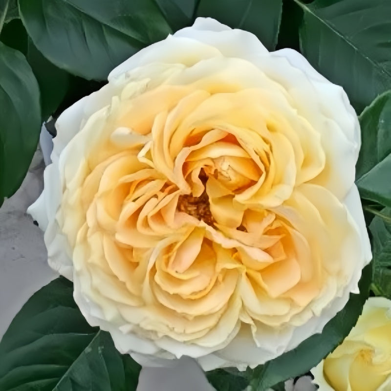 Freelander Rose Caramel Antike Freelander Rose – Elegant Garden Rose – Fast-growing-Plant
