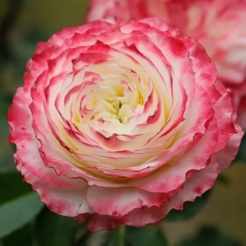 Chuzhuang Rose
