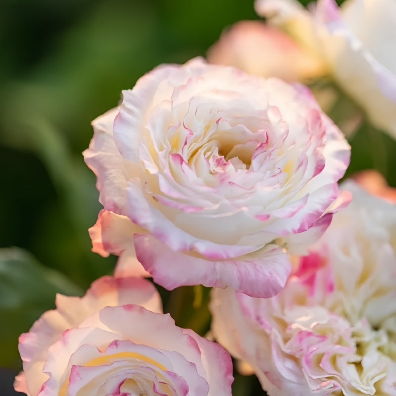 Chuzhuang Rose