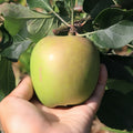 Fruit Cocktail Tree