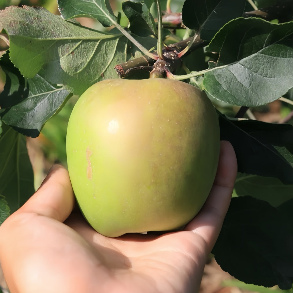 Fruit Cocktail Tree