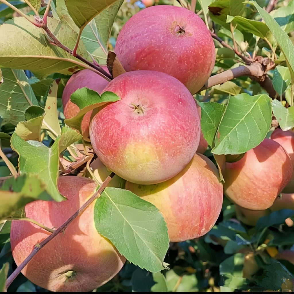 Fruit Cocktail Tree