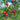 Fruit Cocktail Tree(1.5Feet) ornamental plant in garden