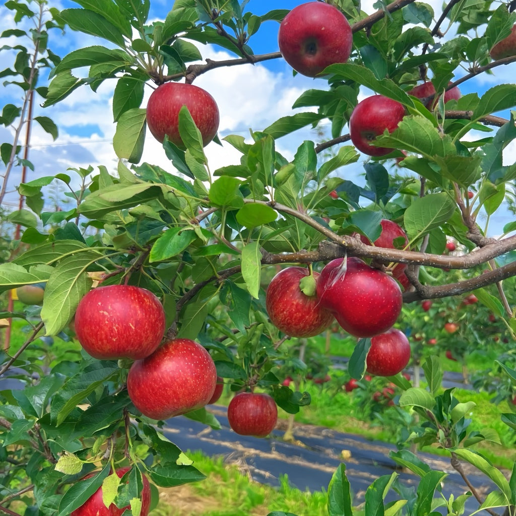 Fruit Cocktail Tree