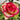 Colour Shell Rose garden rose with elegant blooms