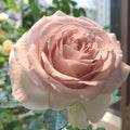 Cosette Rose from pinkish bud to soft white summer bloom