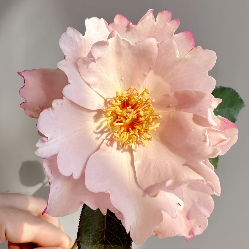 Close-up of a blooming Couture Rose Tilia with soft purple petals and delicate gradient tones.