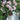 Couture Rose Tilia garden rose with elegant blooms