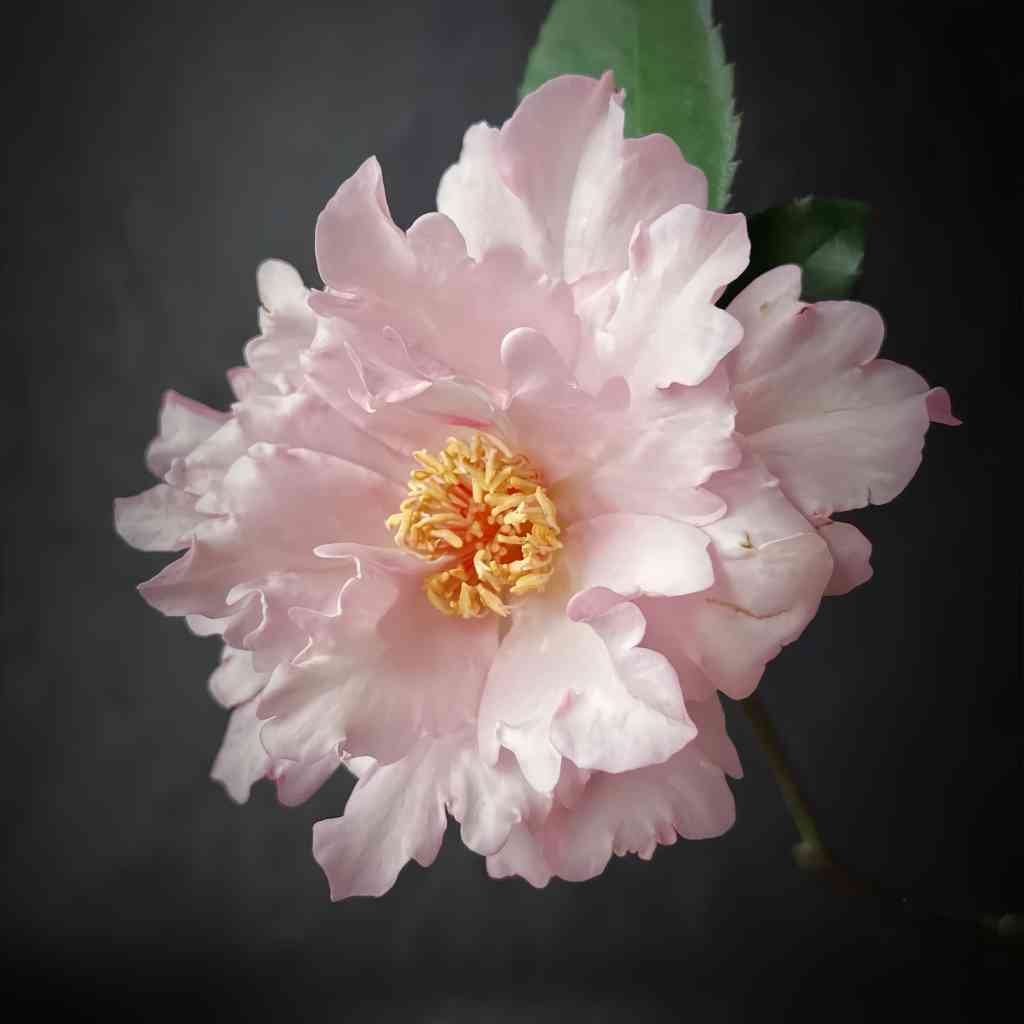 Couture Rose Tilia planted near garden seating area, ideal for enjoying its sweet fragrance.