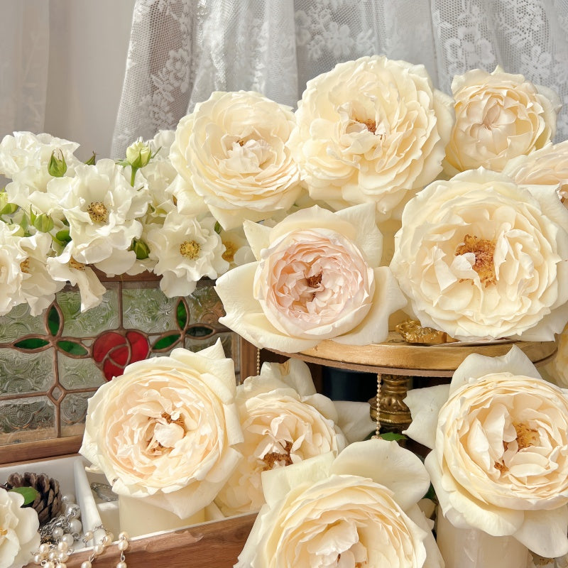Cream Yves Piaget Rose
