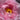 Cun Song Ying Peony with huge cool-pink lotus-form bloom and semi-open bowl shape on a tall, vigorous tree peony.