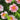 Cun Song Ying Peony with huge cool-pink lotus-form bloom and semi-open bowl shape on a tall, vigorous tree peony.