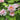 Cun Song Ying Peony with huge cool-pink lotus-form bloom and semi-open bowl shape on a tall, vigorous tree peony.