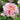 Cun Song Ying Peony with huge cool-pink lotus-form bloom and semi-open bowl shape on a tall, vigorous tree peony.