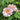 Cun Song Ying Peony with huge cool-pink lotus-form bloom and semi-open bowl shape on a tall, vigorous tree peony.