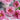 Cun Song Ying Peony with huge cool-pink lotus-form bloom and semi-open bowl shape on a tall, vigorous tree peony.