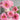 Cun Song Ying Peony with huge cool-pink lotus-form bloom and semi-open bowl shape on a tall, vigorous tree peony.