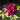 Dao Da Chen Peony – large purple-red rosette bloom with ruffled petals and deep purple base.
