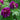 Dao Da Chen Peony – large purple-red rosette bloom with ruffled petals and deep purple base.